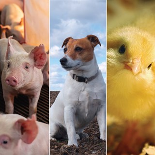 Animal Feed / Veterinary